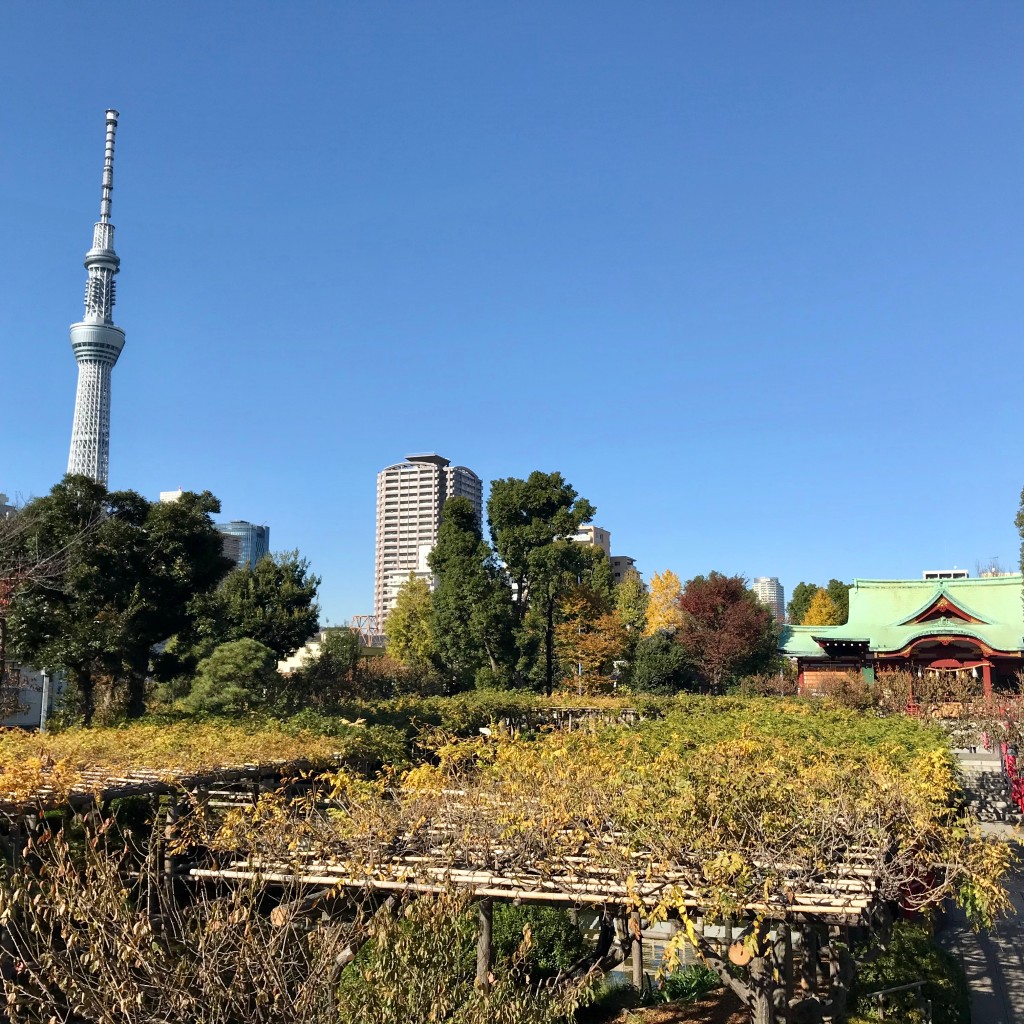 Mimmiさんが投稿した亀戸神社のお店亀戸天神社/カメイドテンジンシャの写真