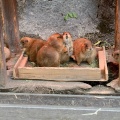 実際訪問したユーザーが直接撮影して投稿した野市町大谷動物園高知県立のいち動物公園の写真