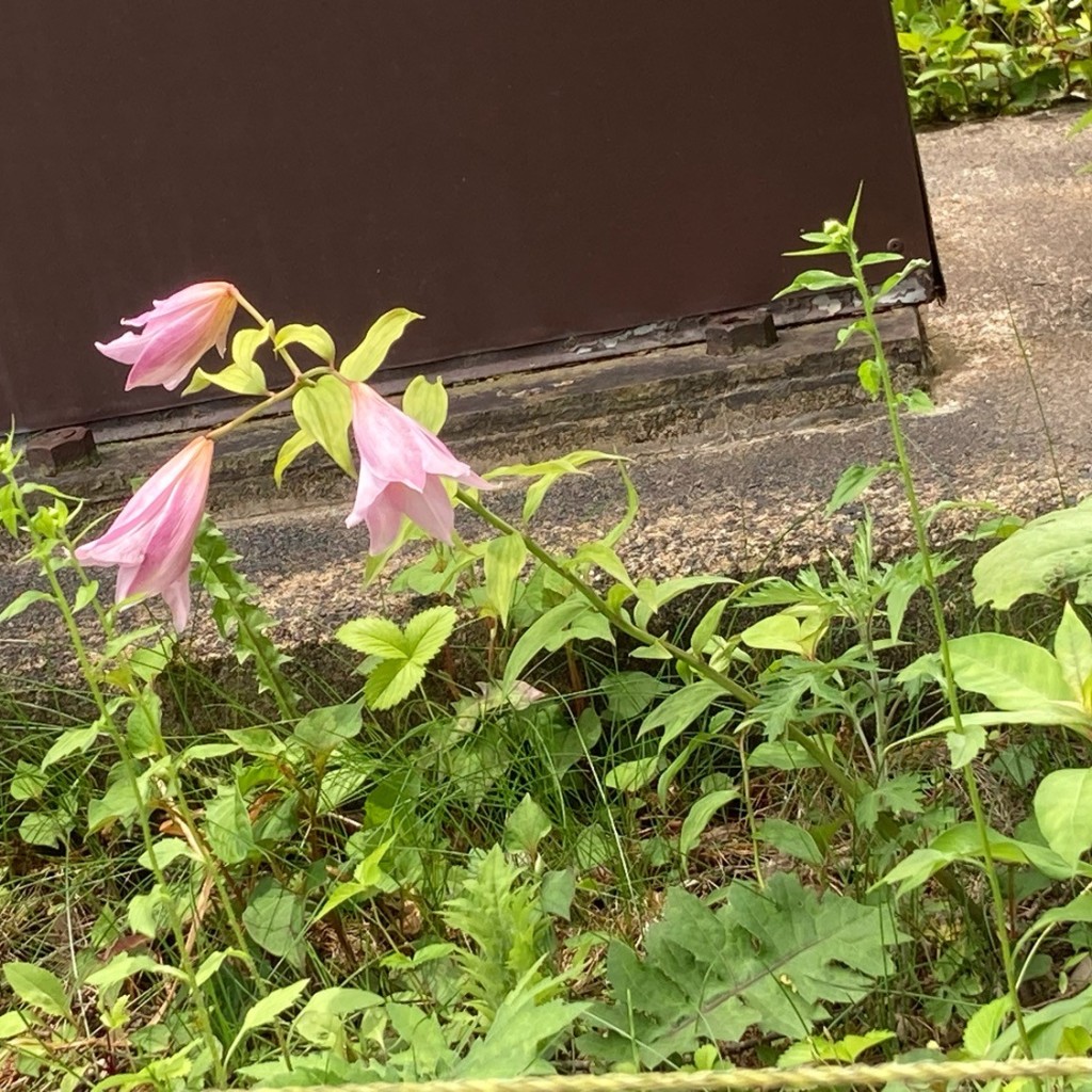 実際訪問したユーザーが直接撮影して投稿した土湯温泉町自然名所ひめさゆりの里の写真