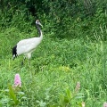 実際訪問したユーザーが直接撮影して投稿した鶴丘動物園釧路市丹頂鶴自然公園の写真