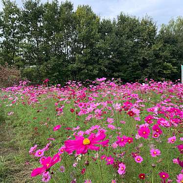 実際訪問したユーザーが直接撮影して投稿した今浜町花のきれいなスポット今浜町コスモス畑の写真