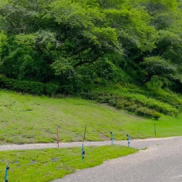 実際訪問したユーザーが直接撮影して投稿した川見町桜の名所川見四季桜の里の写真