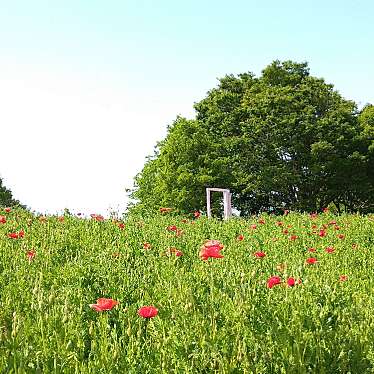 実際訪問したユーザーが直接撮影して投稿した泉町自然名所国営昭和記念公園 花の丘の写真