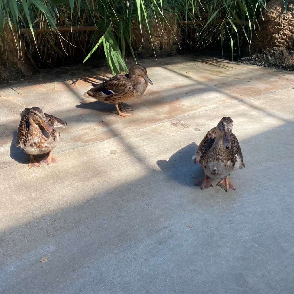 ましゅっこさんが投稿した港島南町動物園のお店神戸どうぶつ王国/こうべどうぶつおうこくの写真