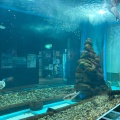 実際訪問したユーザーが直接撮影して投稿した鮫町水族館 / アクアリウム八戸市水産科学館 マリエントの写真