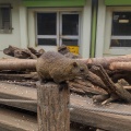 実際訪問したユーザーが直接撮影して投稿した薬師台動物園町田リス園の写真