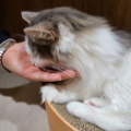 実際訪問したユーザーが直接撮影して投稿した寿町カフェ猫カフェ Moff animal cafe アリオ倉敷店の写真