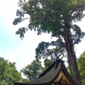 実際訪問したユーザーが直接撮影して投稿した宮中神社鹿島神宮の写真