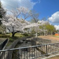 実際訪問したユーザーが直接撮影して投稿した上野田公園さぎ山記念公園の写真