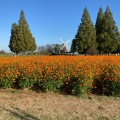 実際訪問したユーザーが直接撮影して投稿した布施公園あけぼの山農業公園の写真