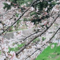 実際訪問したユーザーが直接撮影して投稿した宮西町公園夙川河川敷緑地の写真