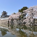 実際訪問したユーザーが直接撮影して投稿した本丸公園富山城址公園の写真