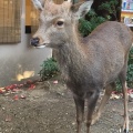 実際訪問したユーザーが直接撮影して投稿した雑司町公園奈良公園の写真