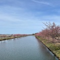 実際訪問したユーザーが直接撮影して投稿した笠松町公園笠松河津桜ロードの写真