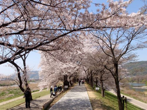 実際訪問したユーザーが直接撮影して投稿した大道南公園淀川河川公園の写真