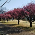 実際訪問したユーザーが直接撮影して投稿した小島公園熊谷さくら運動公園の写真