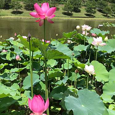 天童公園(舞鶴山)のundefinedに実際訪問訪問したユーザーunknownさんが新しく投稿した新着口コミの写真